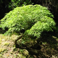 Acer palmatum dissectum Viridis