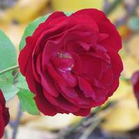 Rosa floribunda Lilli Marleen