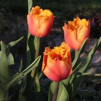 Tulipa crispa Lambada