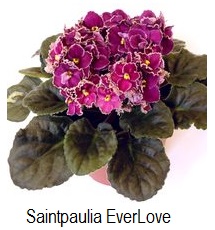 Saintpaulia ionantha EverLove