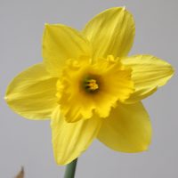 Narcissus Golden harvest
