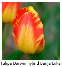 Tulipa Darwin hybrid Banja Luka
